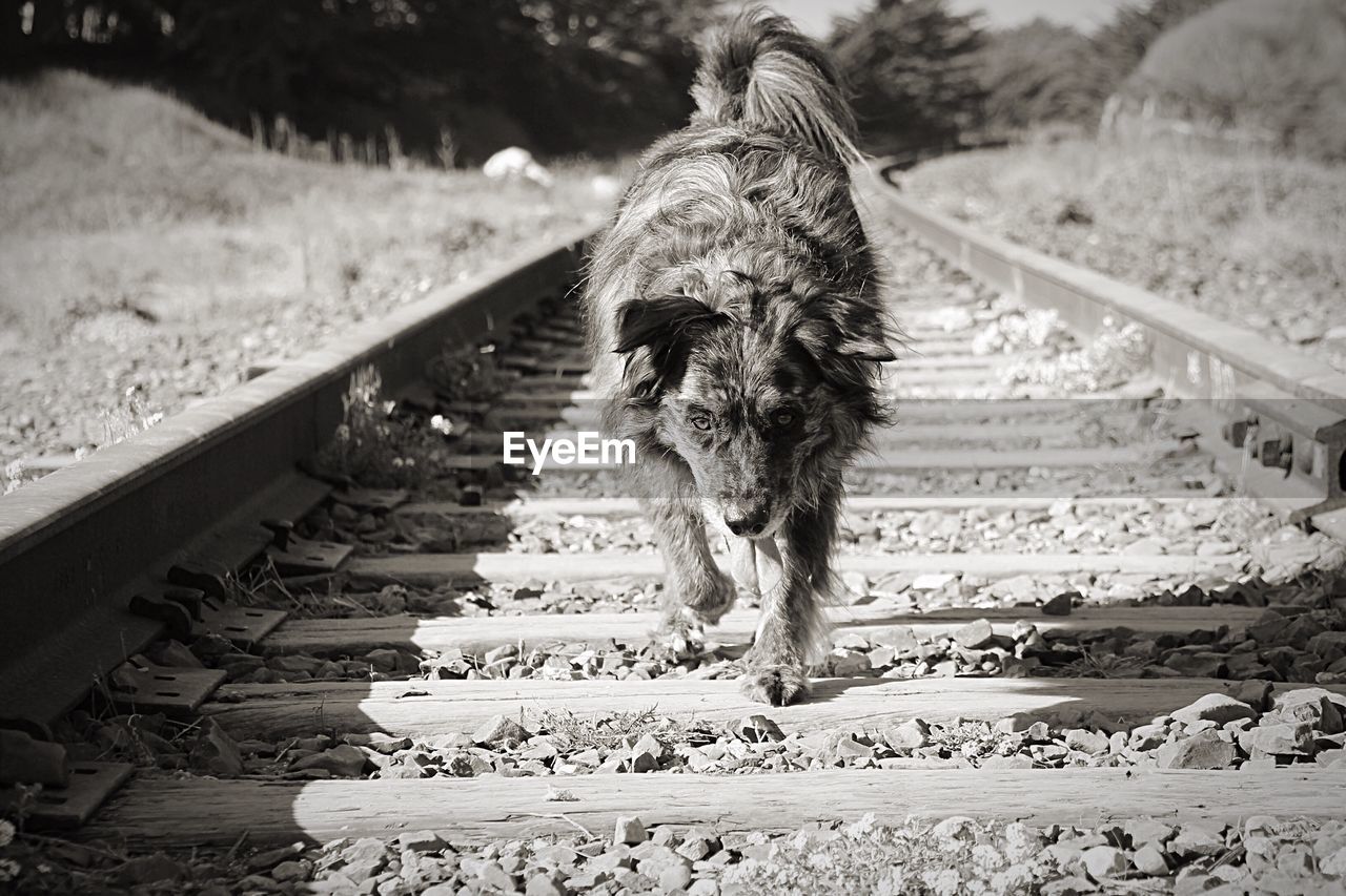 View of dog on railroad track