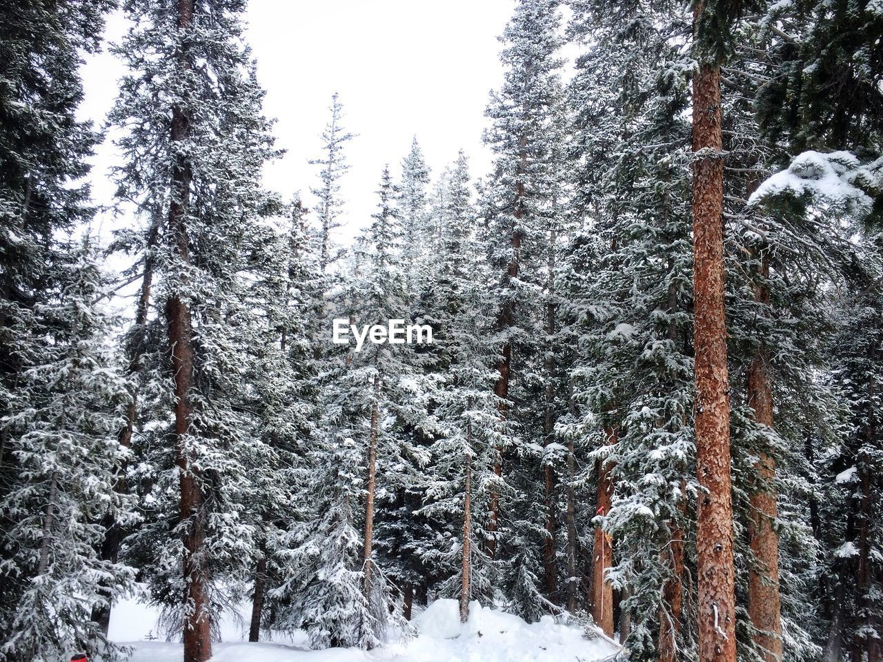 Snow covered trees in forest