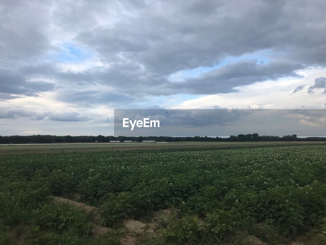 SCENIC VIEW OF FIELD AGAINST CLOUDY SKY