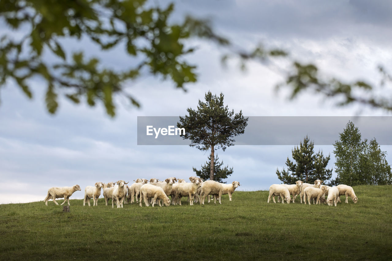 HERD OF SHEEP GRAZING IN FIELD