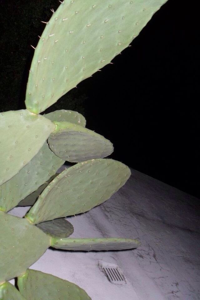 CLOSE-UP OF LEAVES ON PLANT