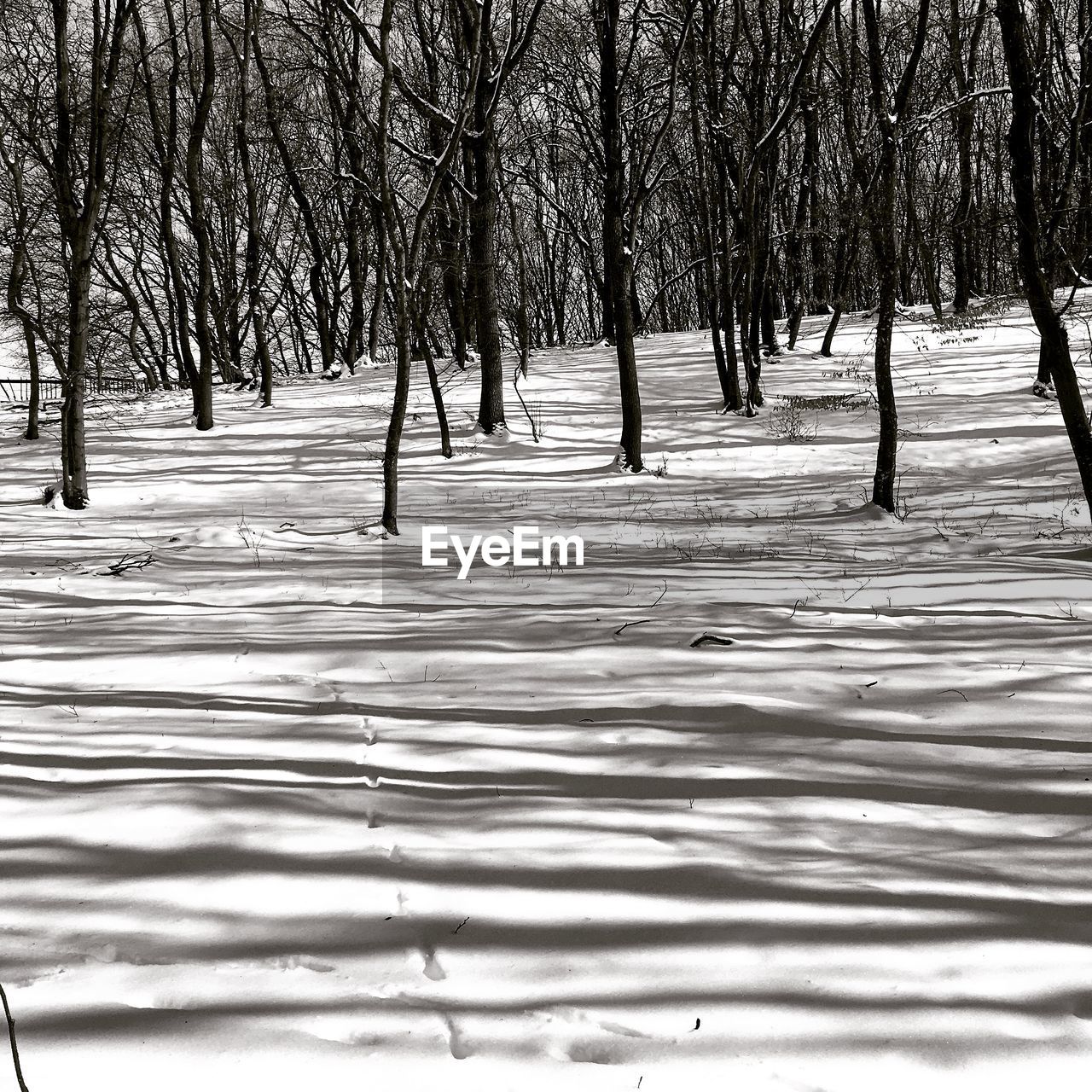 BARE TREES ON SNOW COVERED LANDSCAPE