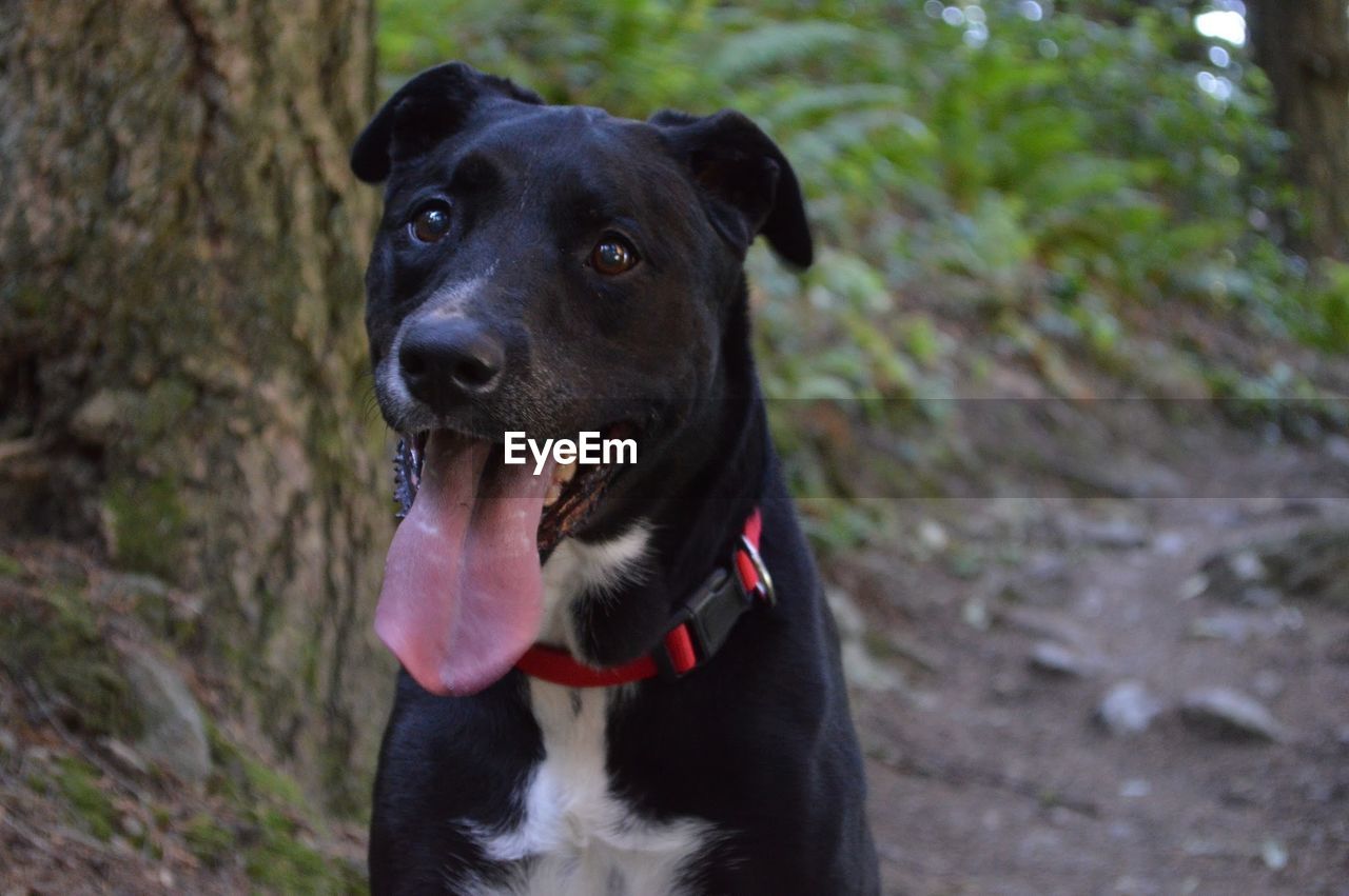 CLOSE-UP PORTRAIT OF BLACK DOG STICKING OUT TONGUE