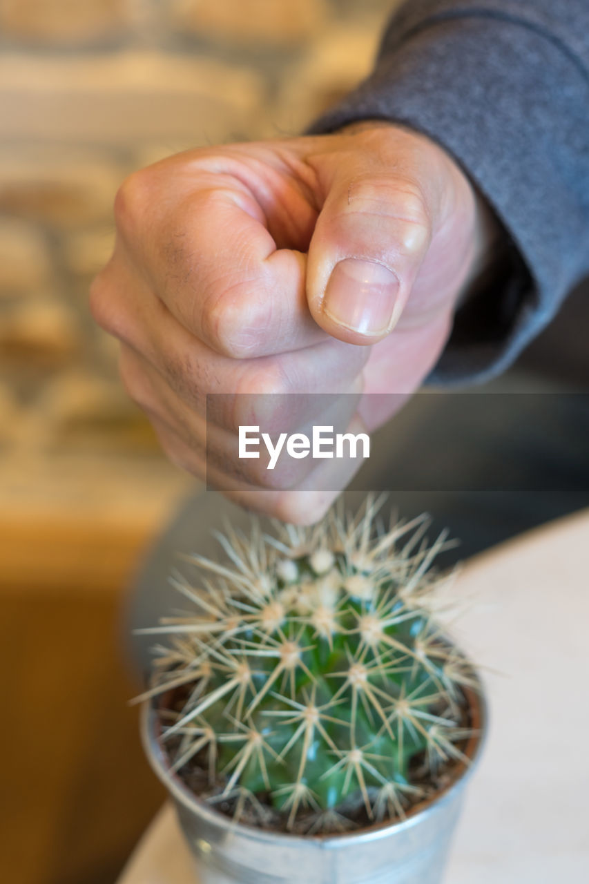 CLOSE-UP OF PERSON HOLDING CACTUS