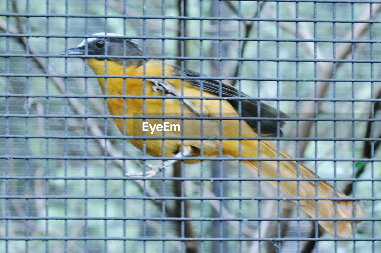 CLOSE-UP OF A BIRD IN CAGE