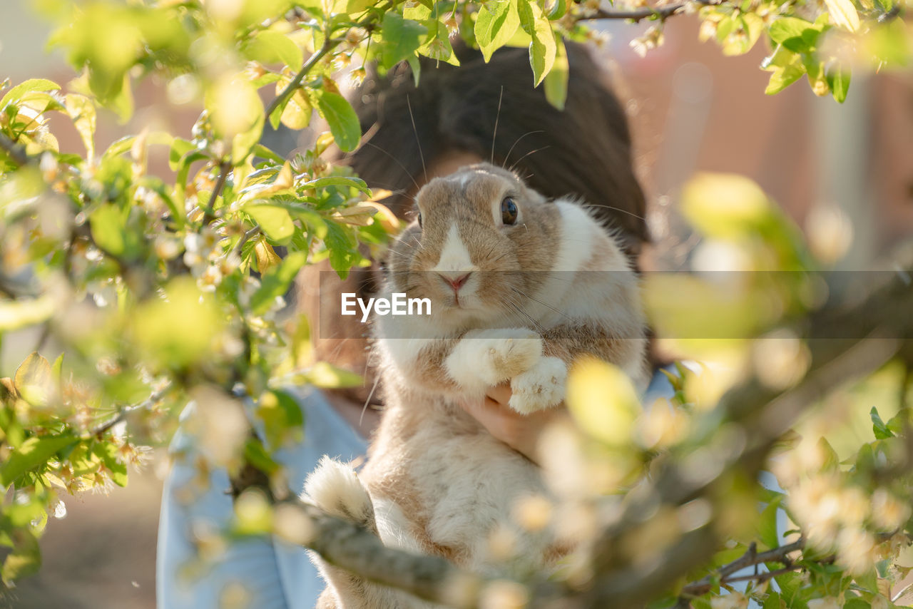 Portrait of a beautiful little bunny inside some branches with some white flowers