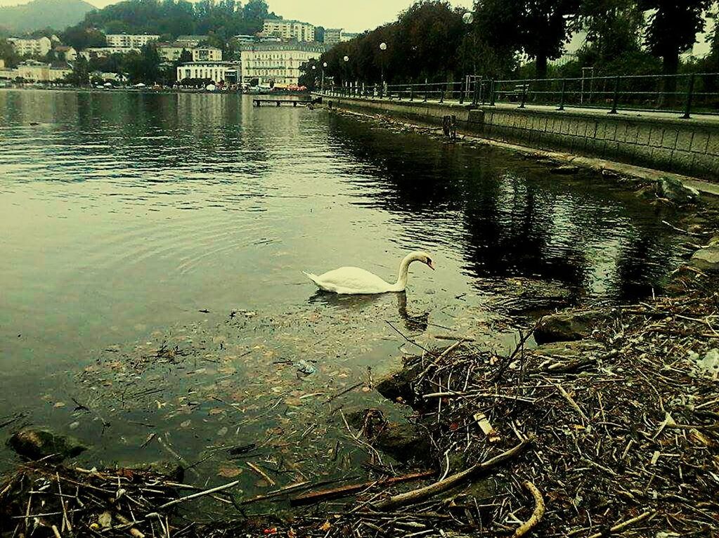 BIRDS BY LAKE