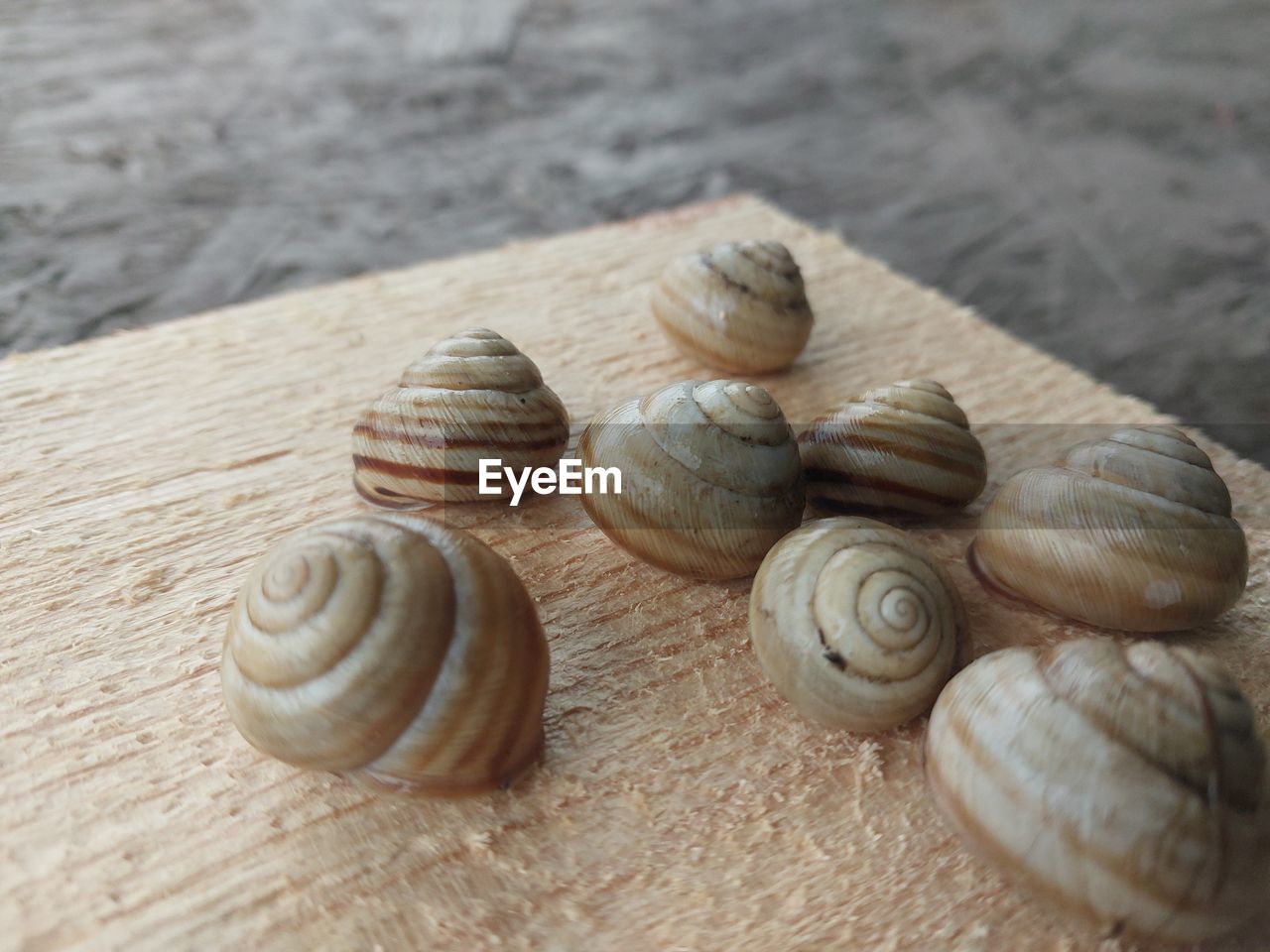 shell, animal shell, animal wildlife, animal, animal themes, mollusk, spiral, wildlife, snail, group of animals, close-up, no people, gastropod, nature, seashell, land, beach, pattern, sea, sand, day, beauty in nature, outdoors, wood, high angle view, snails and slugs