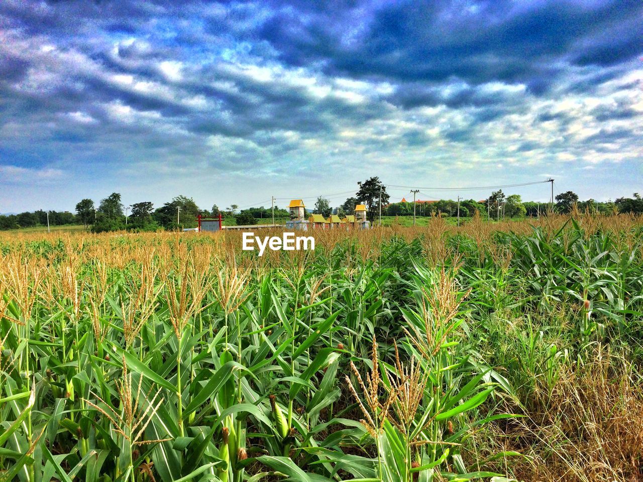 SCENIC VIEW OF GRASSY FIELD AGAINST SKY