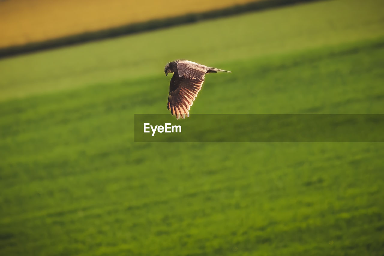 Close-up of bird flying over field
