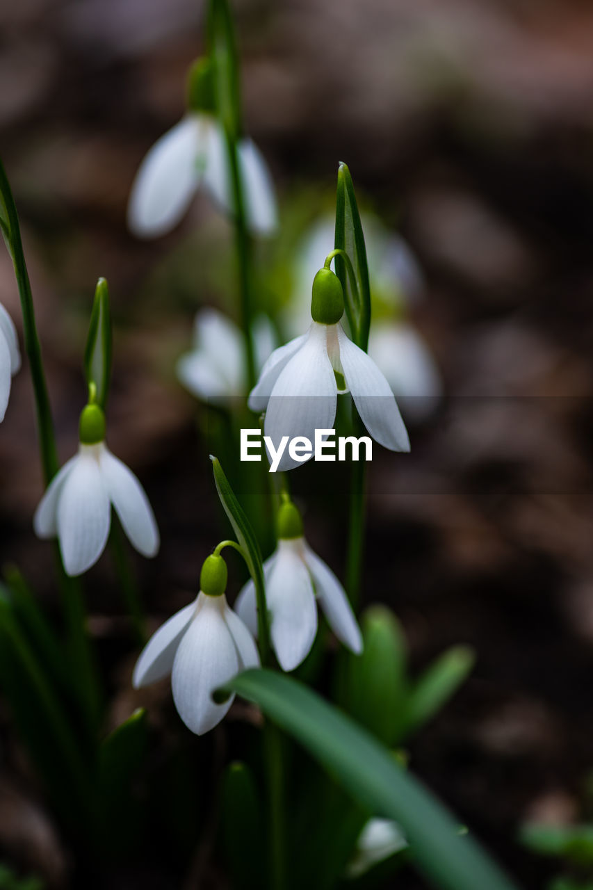 CLOSE-UP OF WHITE FLOWERING PLANTS OUTDOORS