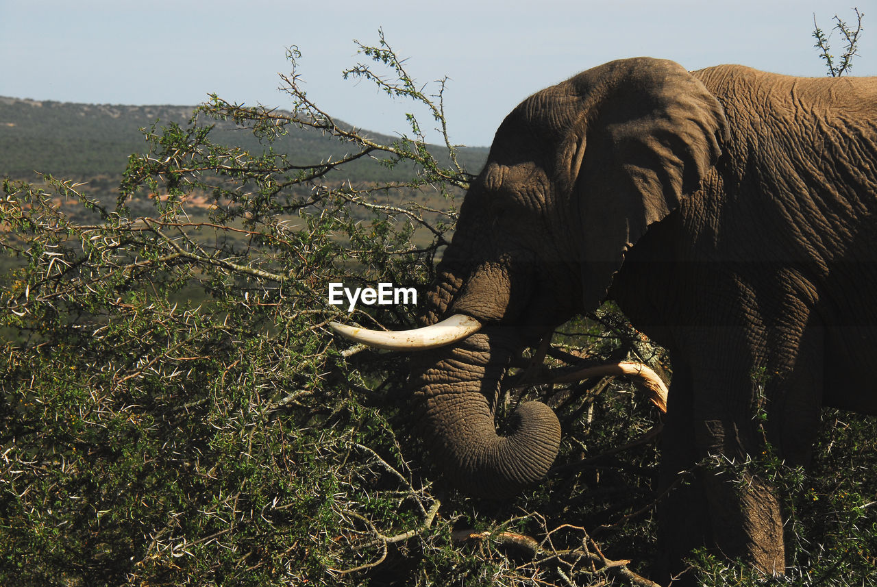 CLOSE-UP OF ELEPHANT ON FIELD