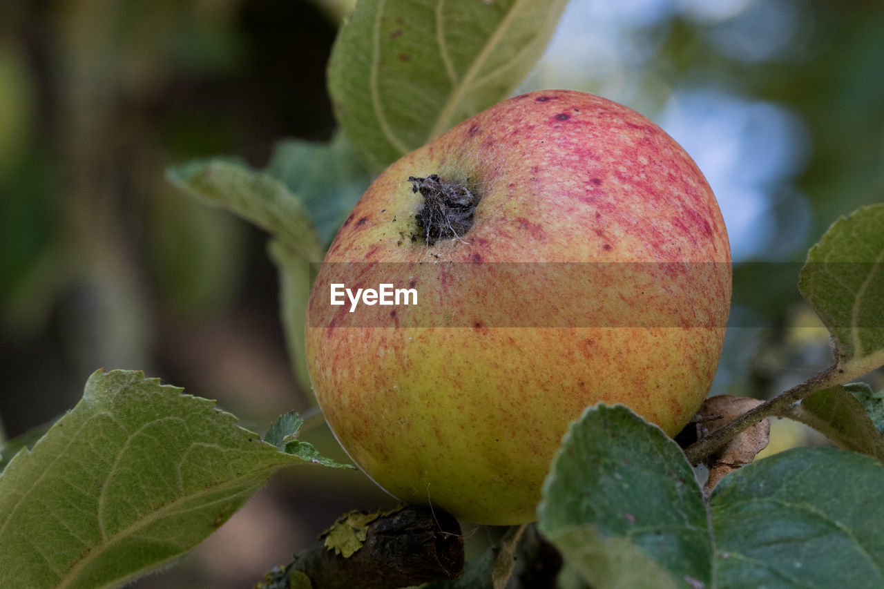 Close-up of apple on tree