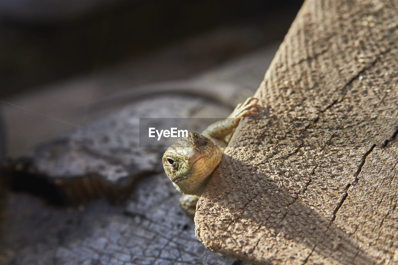 HIGH ANGLE VIEW OF A FROG ON TREE TRUNK