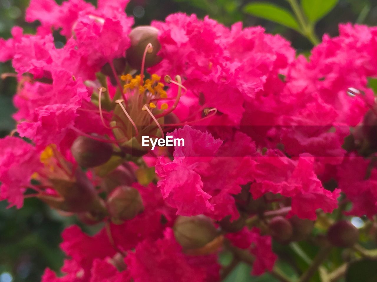 CLOSE-UP OF PINK FLOWERS BLOOMING