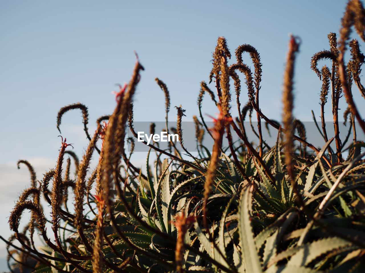 Close-up of dry plants on field against sky