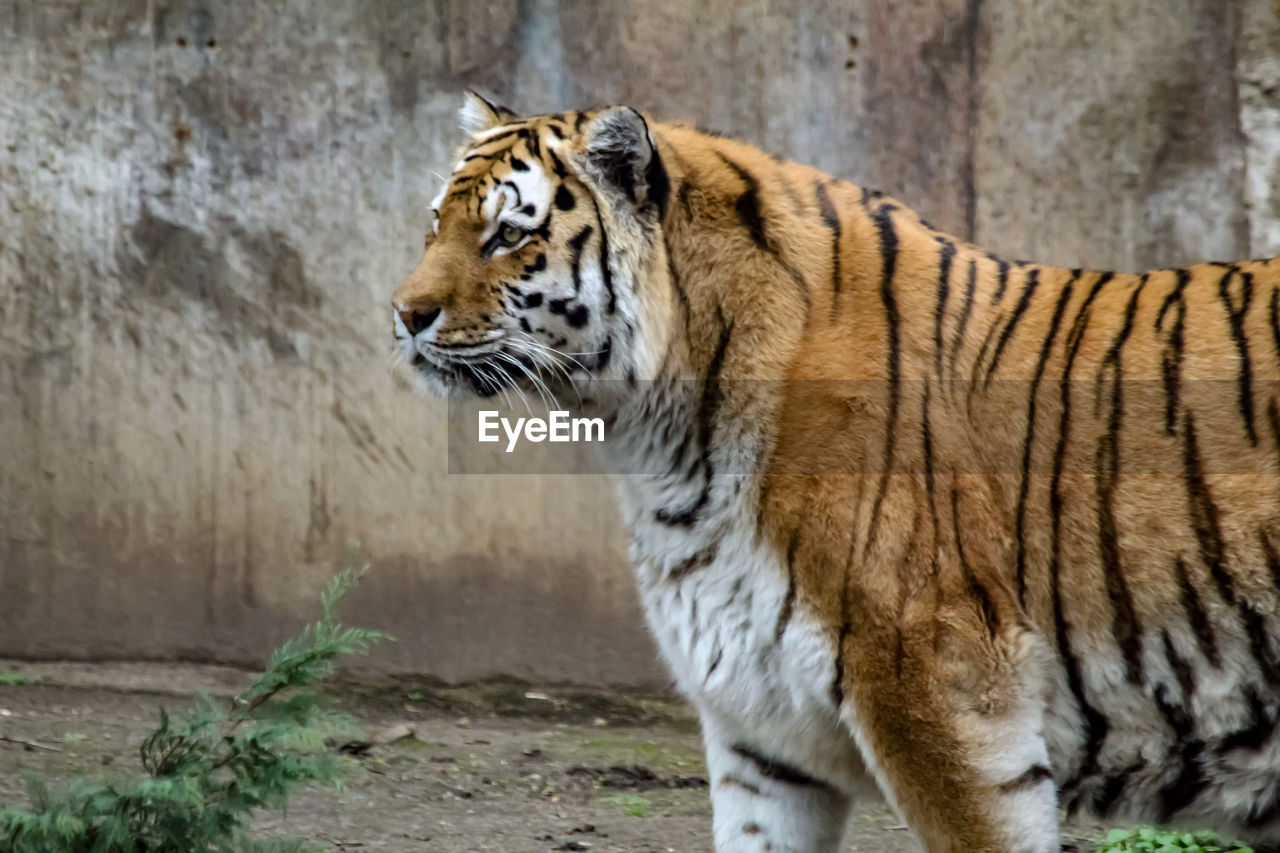 Tiger in a zoo