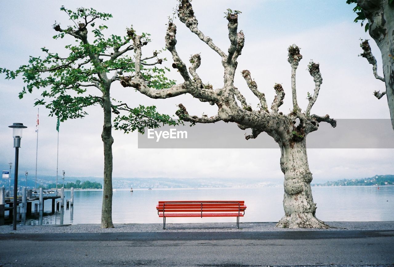 EMPTY BENCH BY TREE AGAINST SEA