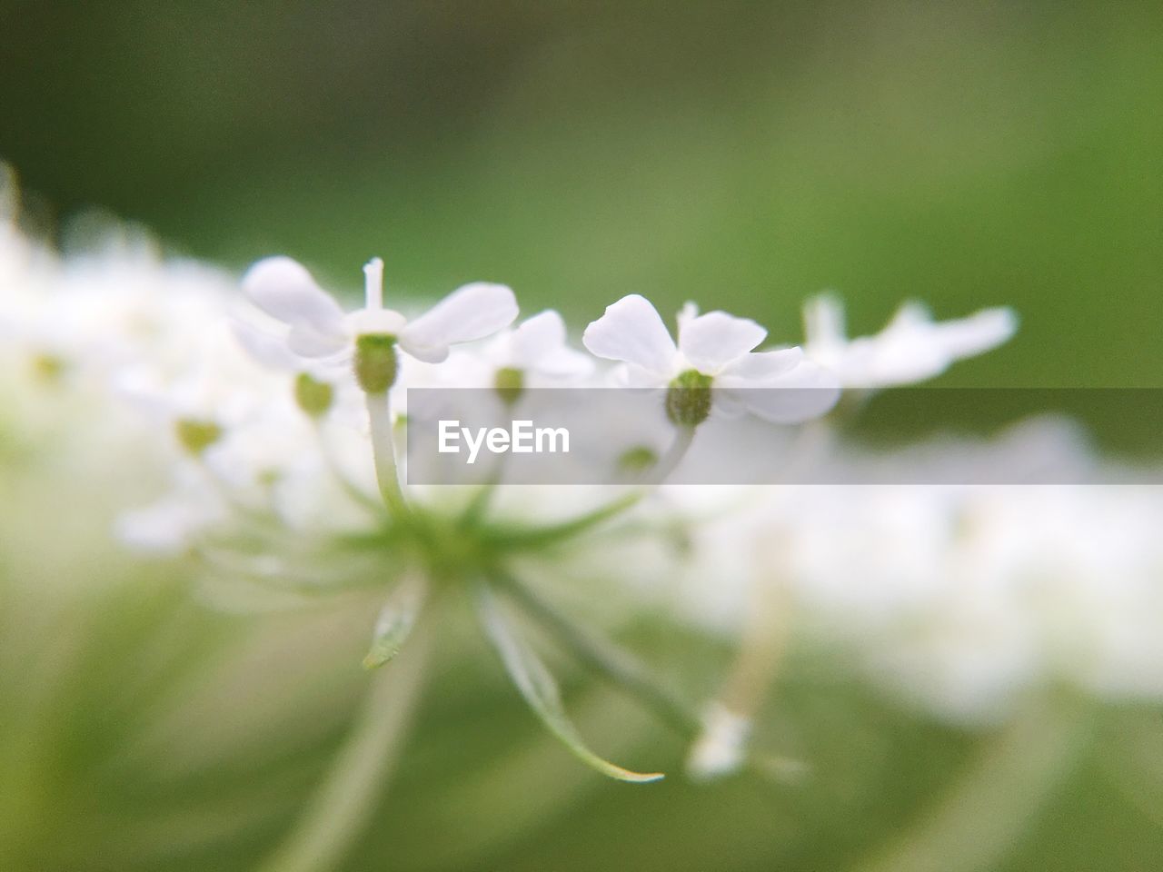 Close-up of white flowers