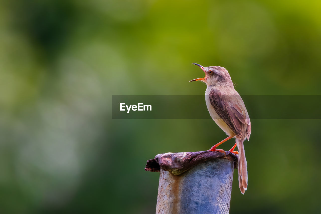 CLOSE-UP OF BIRD ON WOODEN POST