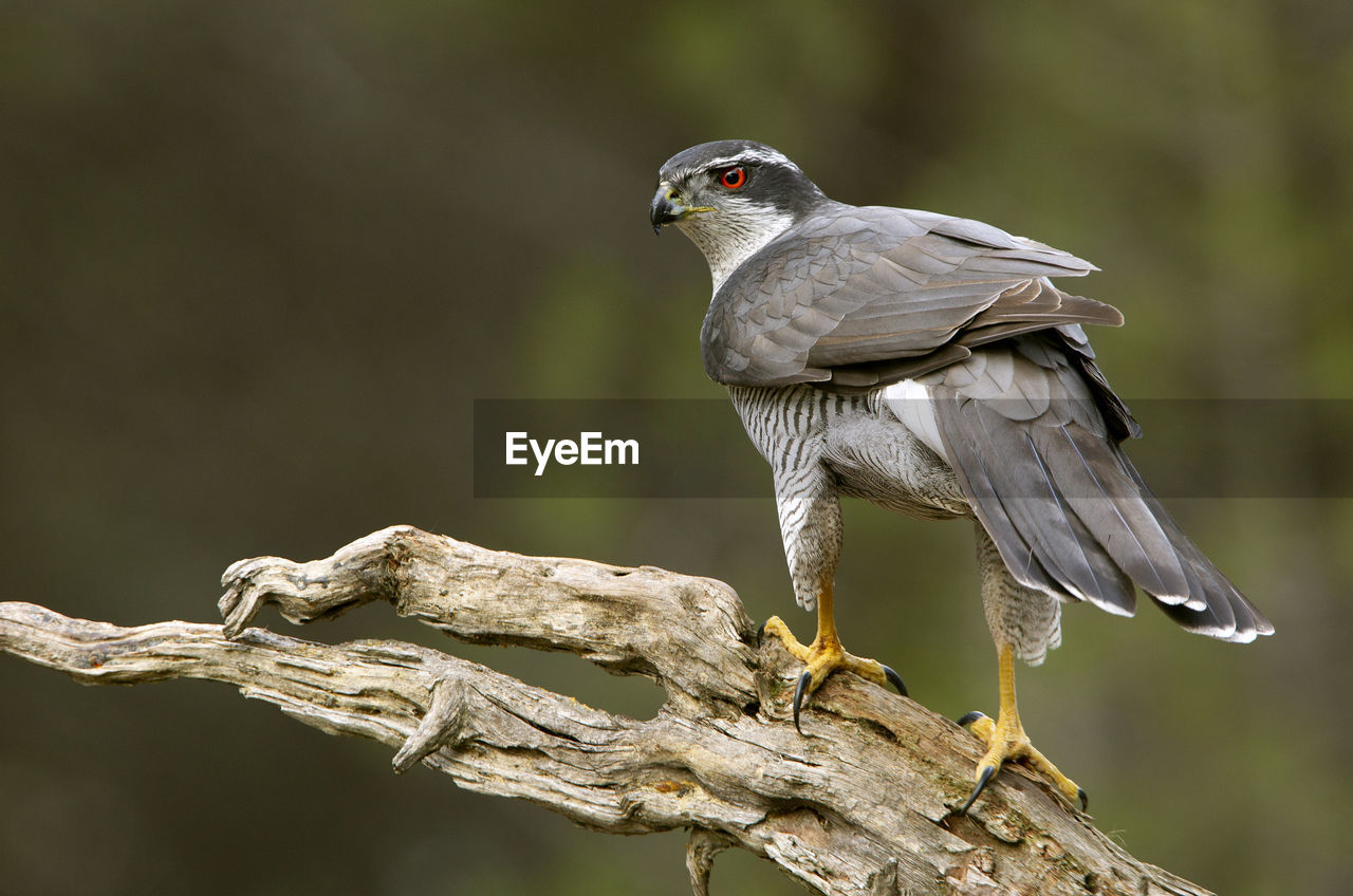 CLOSE-UP OF A BIRD PERCHING ON TREE