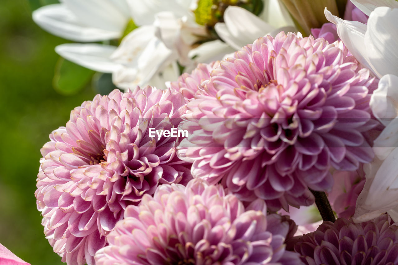 close-up of purple flowering plant