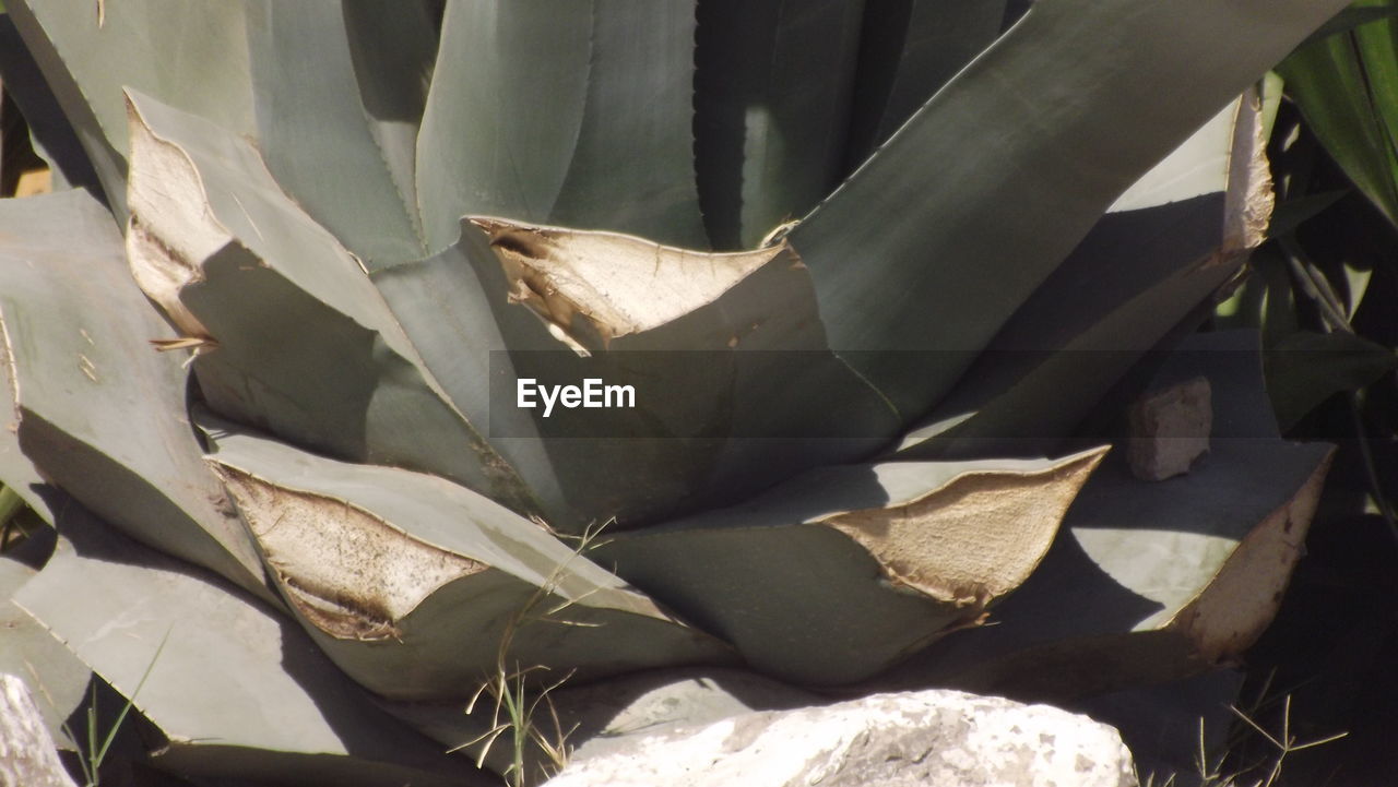 HIGH ANGLE VIEW OF SUCCULENT PLANT OUTDOORS