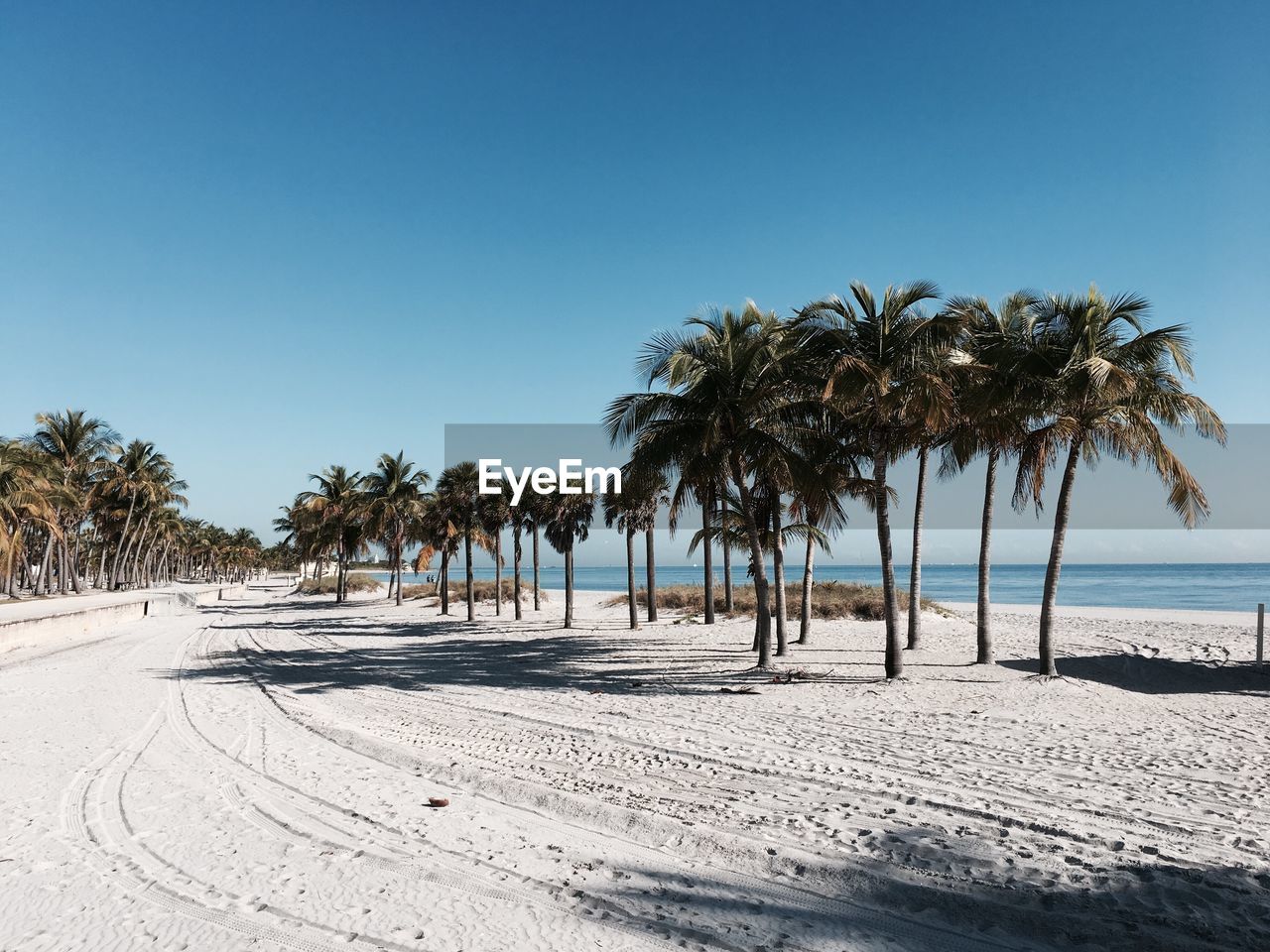 Palm trees on beach against clear sky