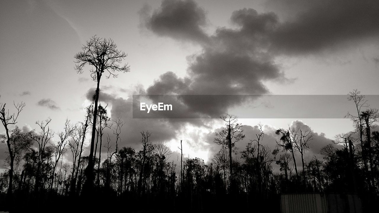 Burnt trees in forest against cloudy sky