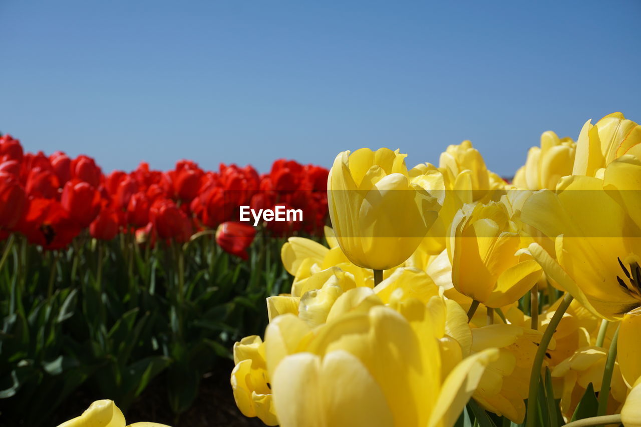 CLOSE-UP OF YELLOW TULIPS AGAINST ORANGE SKY