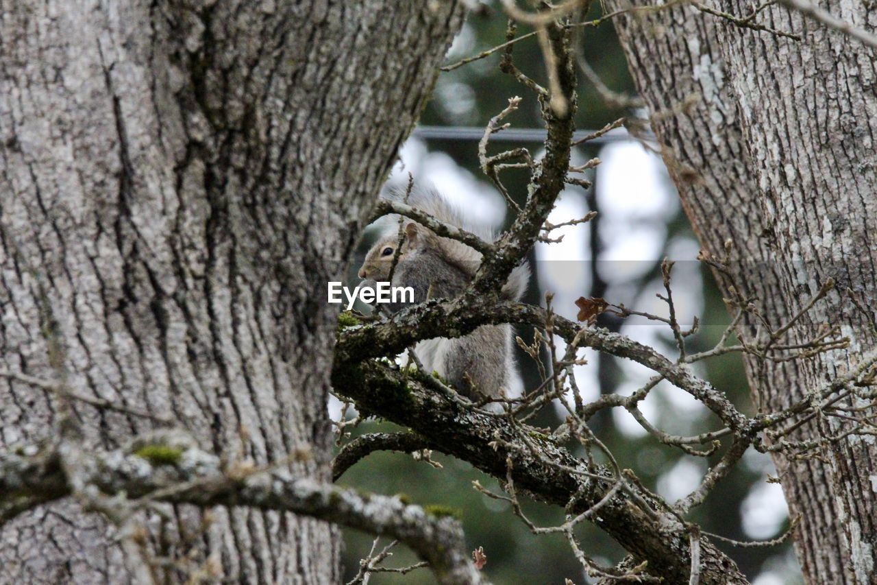 tree, nature, branch, plant, winter, wildlife, bird, no people, trunk, tree trunk, twig, leaf, spring, close-up, day, animal wildlife, outdoors, snow, focus on foreground, nest, animal, animal themes, beauty in nature, flower, cold temperature, selective focus