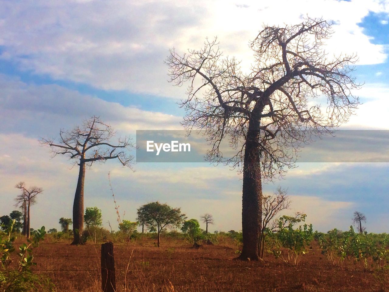 BARE TREE AGAINST LANDSCAPE