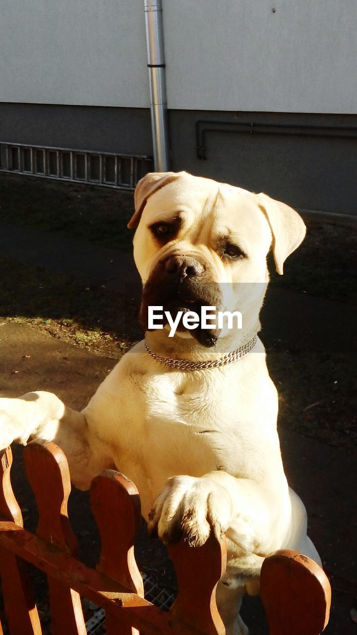 CLOSE-UP OF DOG SITTING ON FLOOR