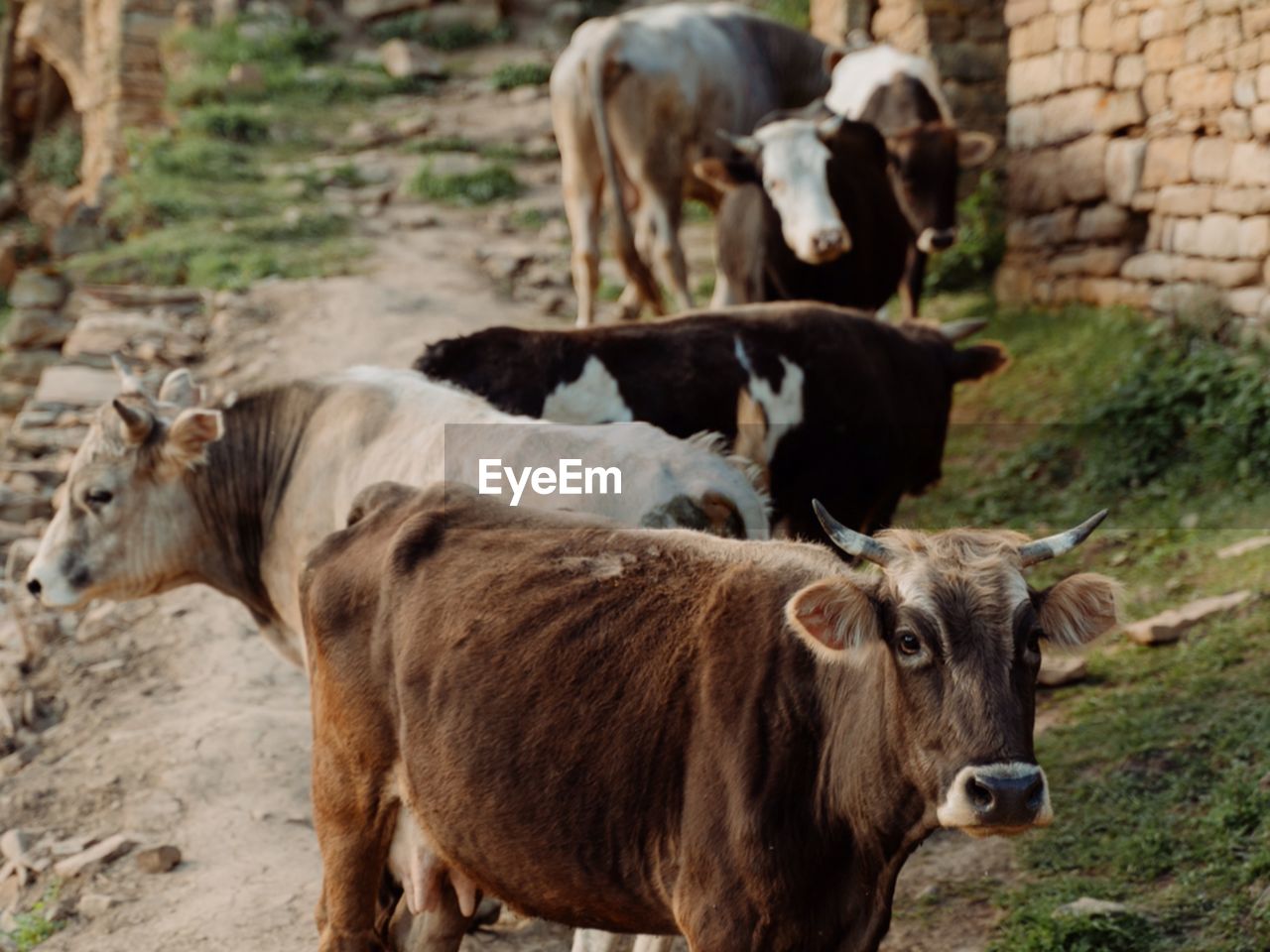 Cows standing on field