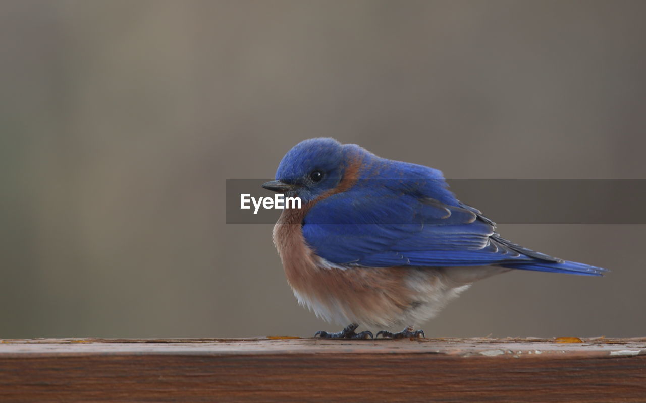 Close-up of bird perching on wooden railing