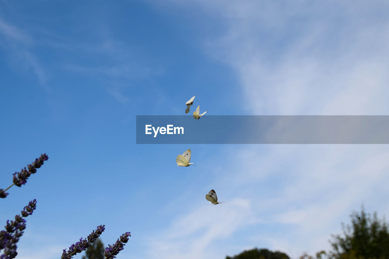 LOW ANGLE VIEW OF BIRDS FLYING