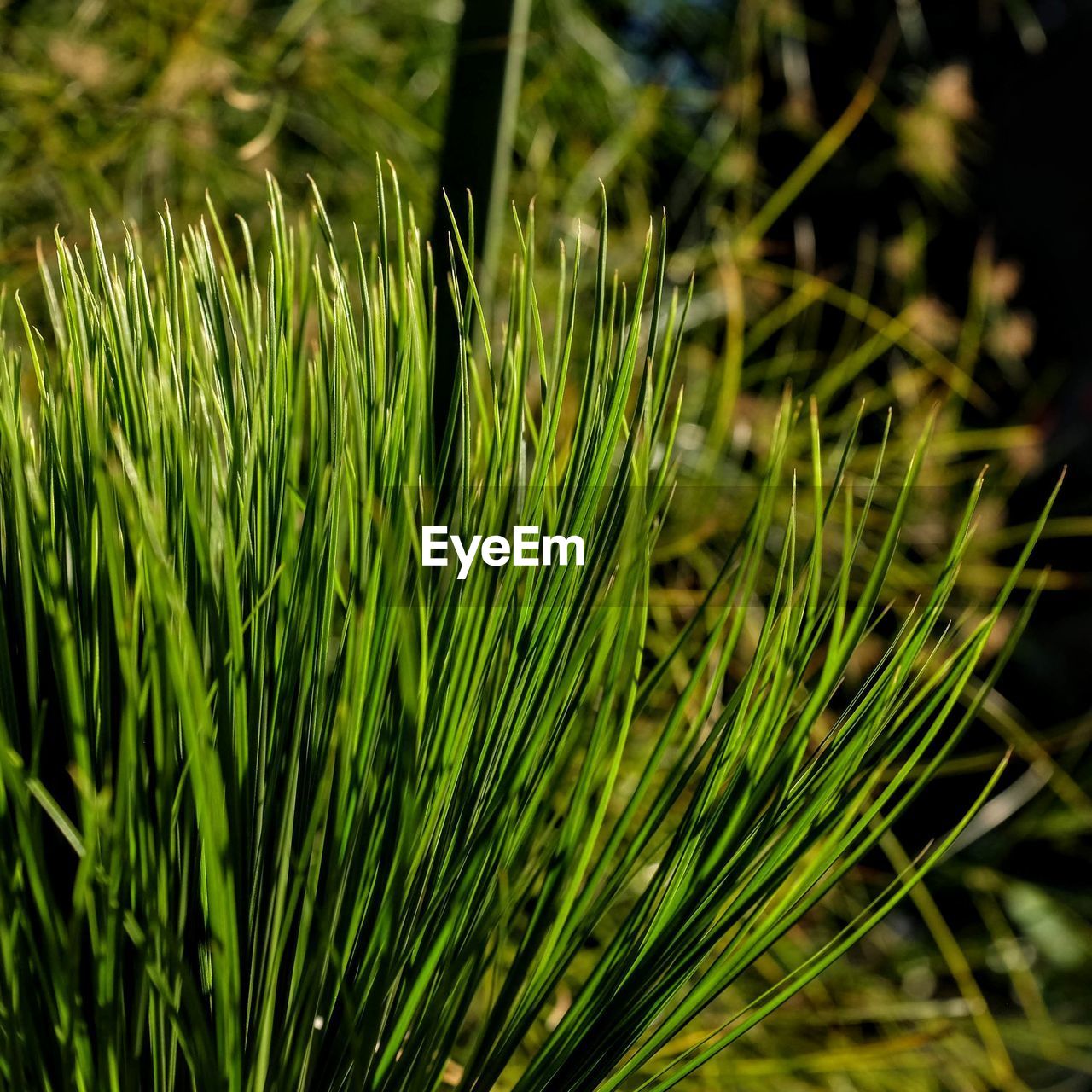 Close-up of crops growing on field