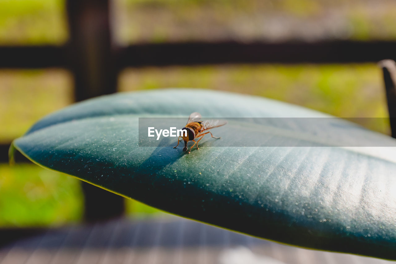 Close-up of housefly