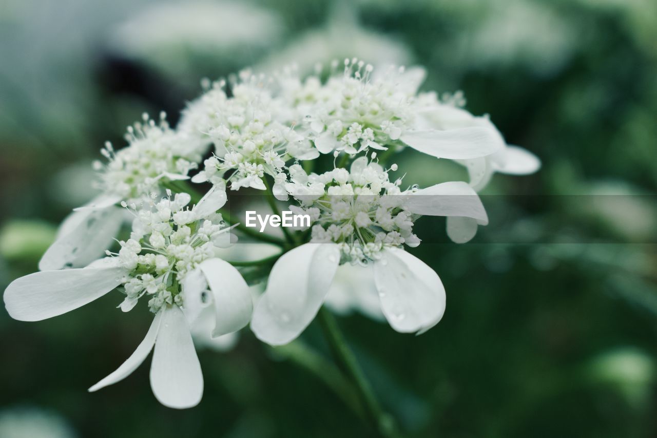 Close-up of white flowering plant in park