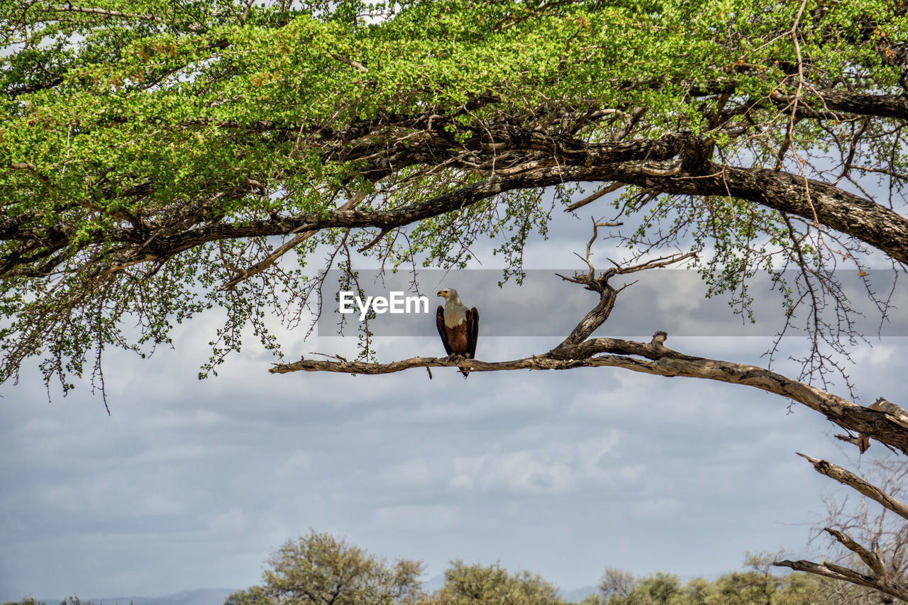 African fish eagle in a tree in selous national park