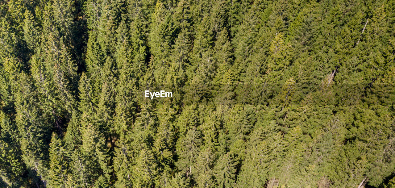 High angle view of pine trees in forest