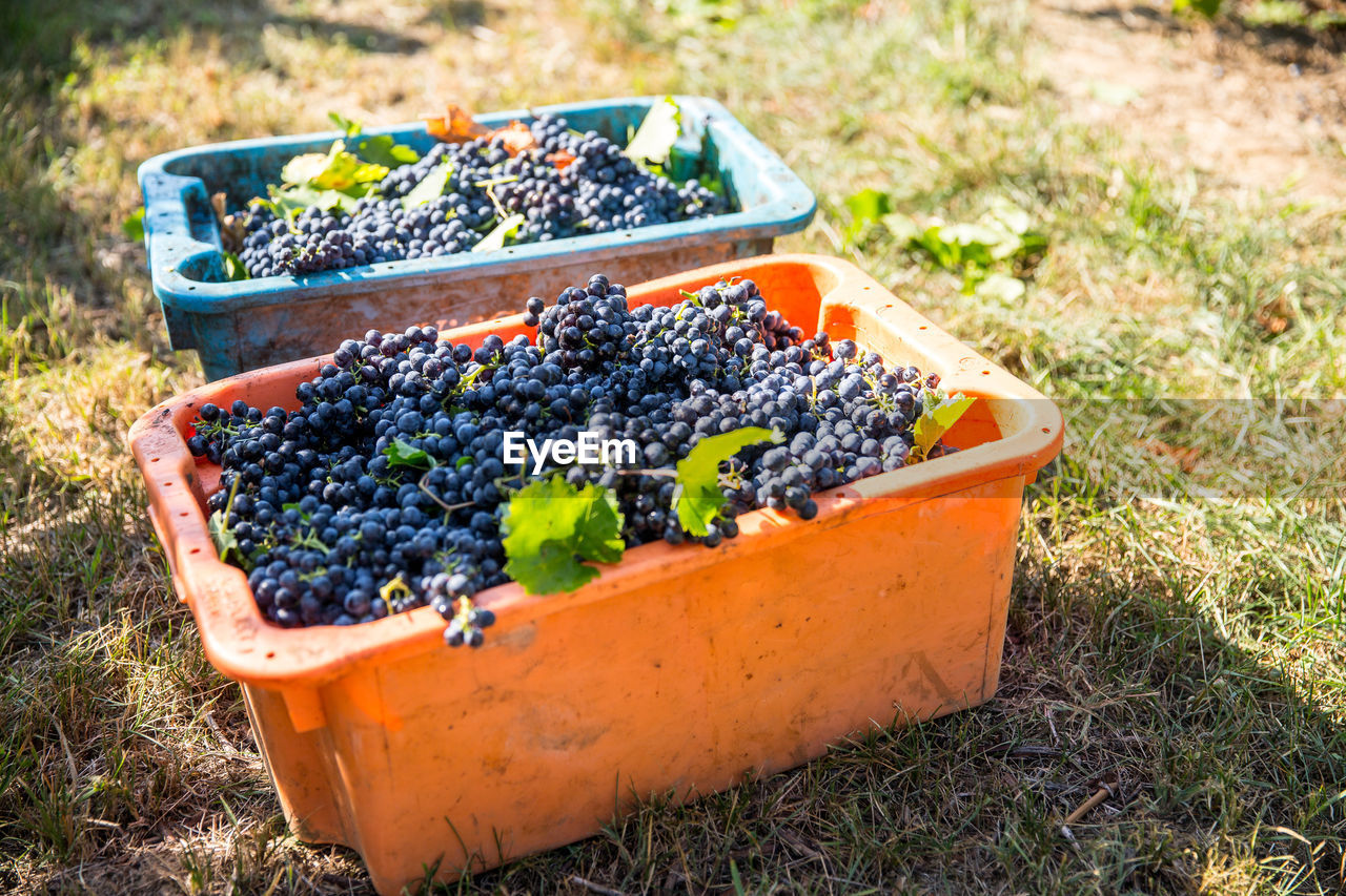 Close-up of grapes in basket on field