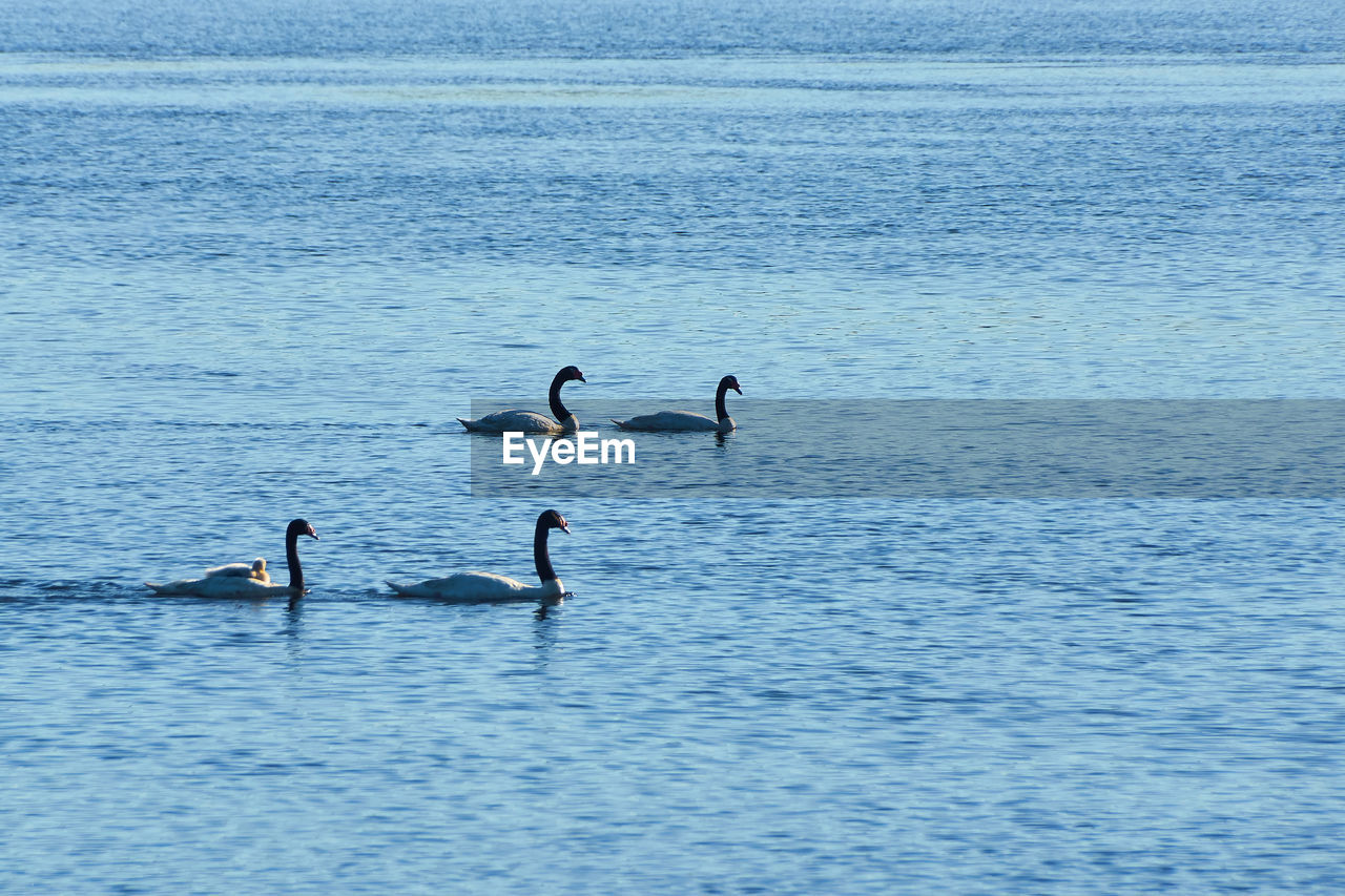 VIEW OF BIRDS SWIMMING IN LAKE