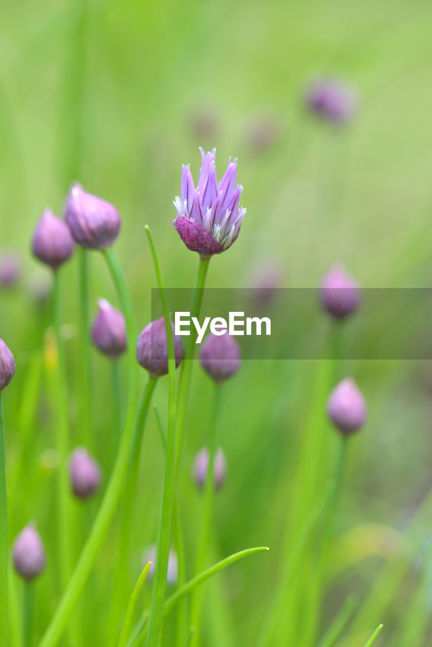 CLOSE-UP OF PURPLE FLOWERING PLANTS