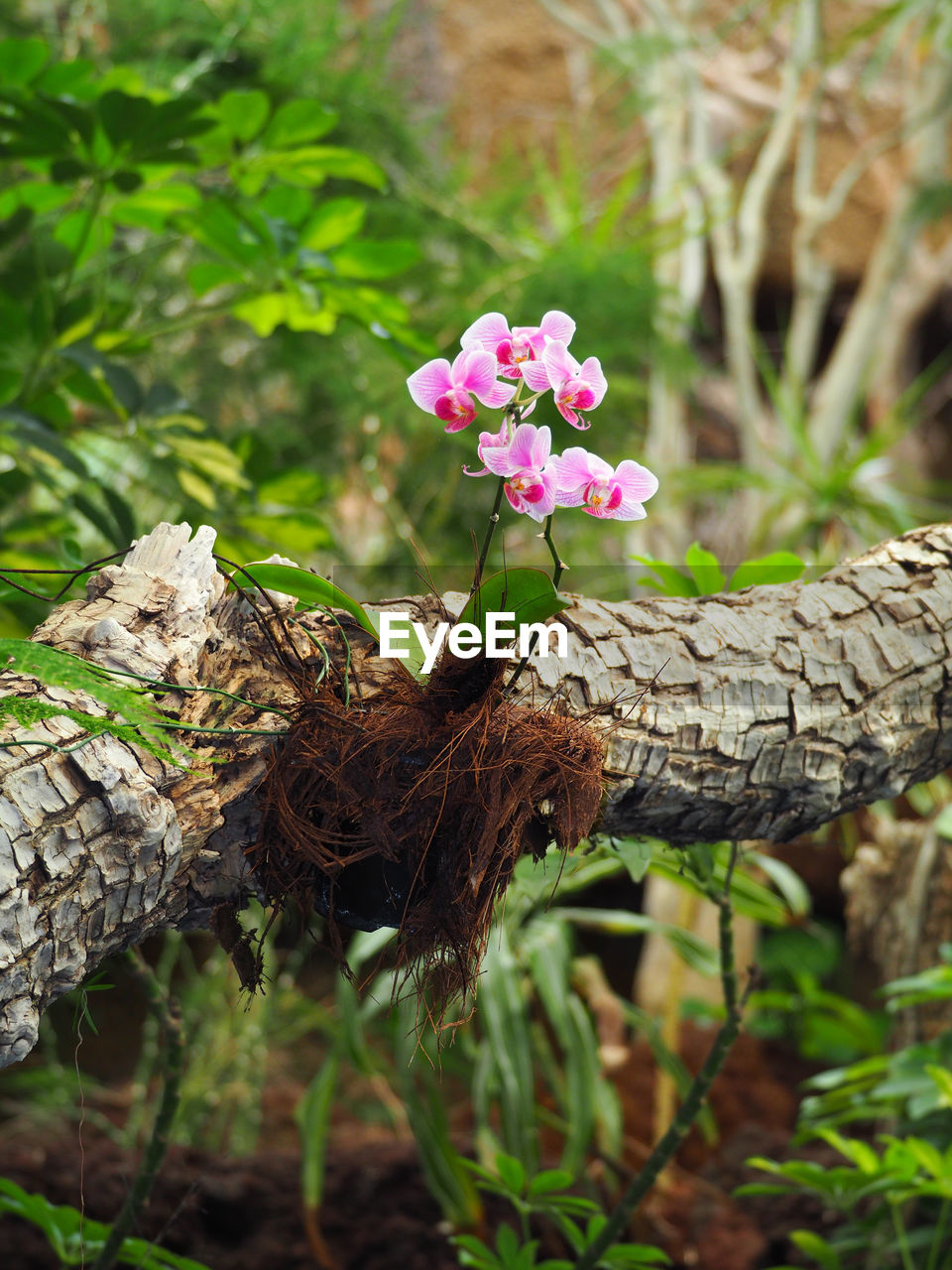 Close-up of flower on tree