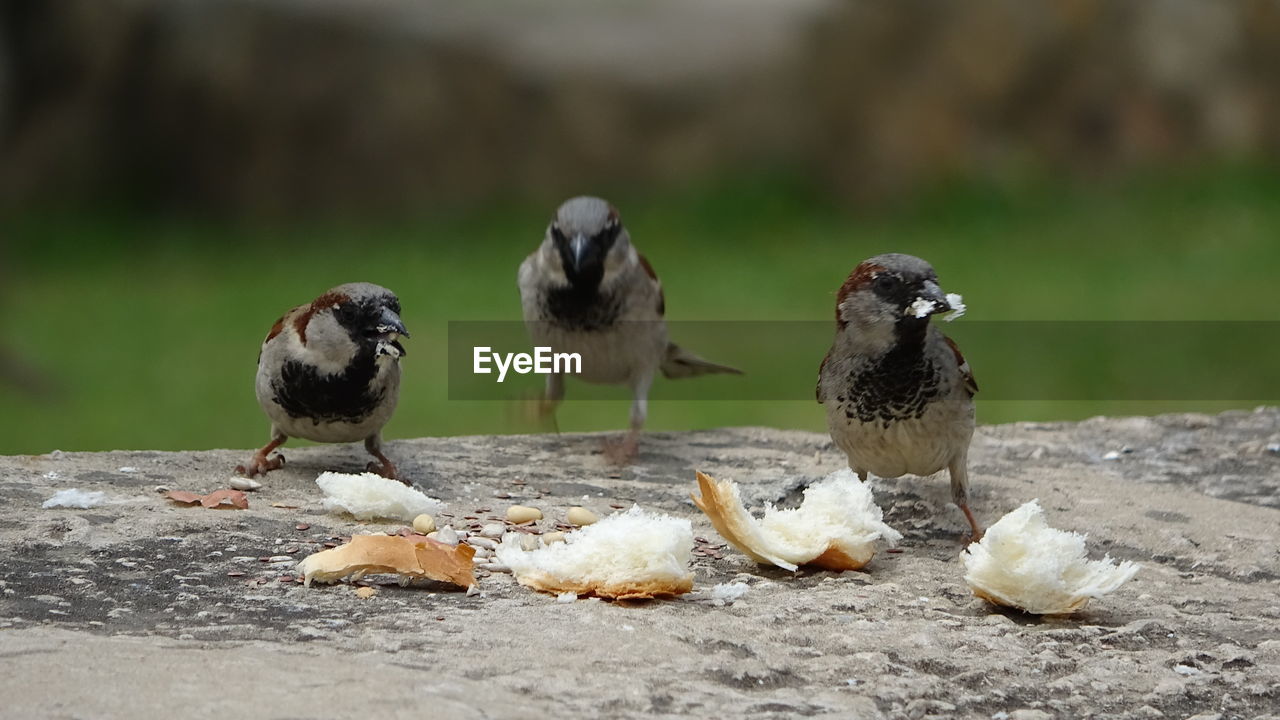 CLOSE-UP OF BIRDS