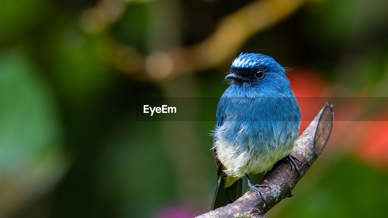 CLOSE-UP OF BIRD PERCHING ON TREE