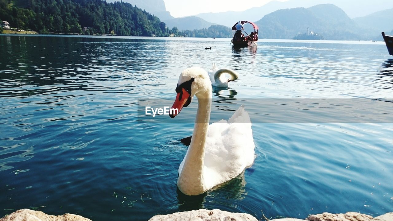 Graceful swan on scenic mountain lake