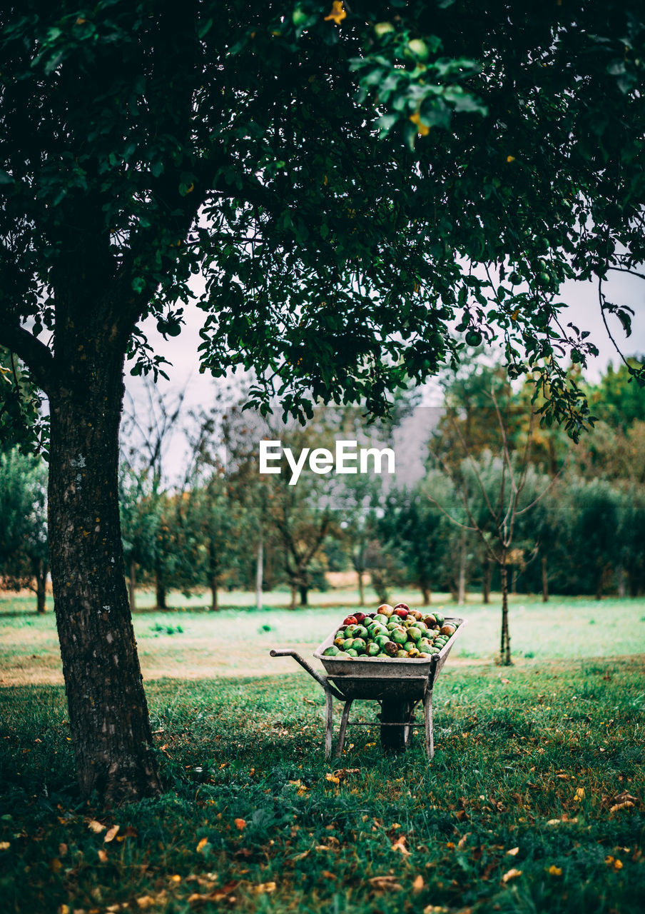 View of trees in yard