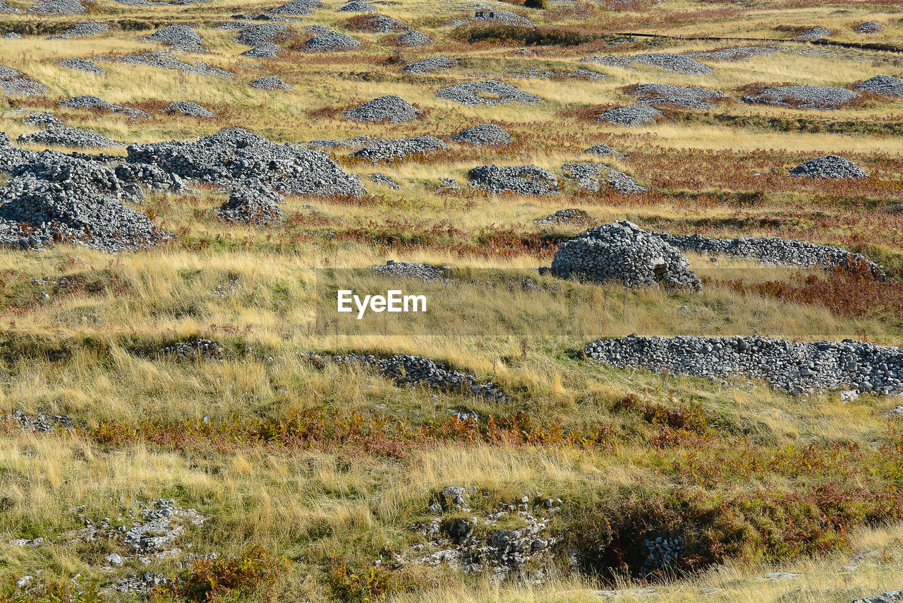 VIEW OF GREEN LANDSCAPE